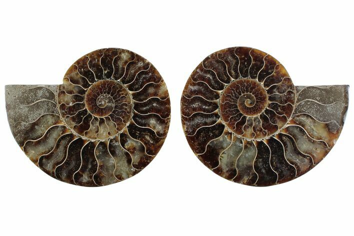 Cut & Polished Crystal-Filled Ammonite Fossil - Madagascar #364748